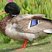 Mallard